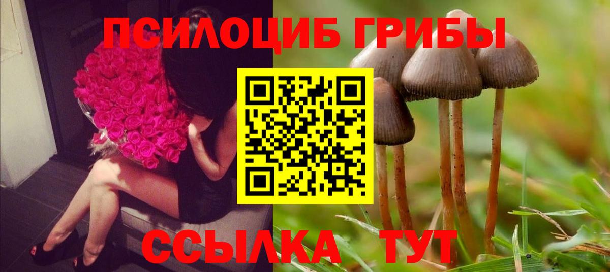 Псилоцибиновые грибы Psilocybe Сызрань